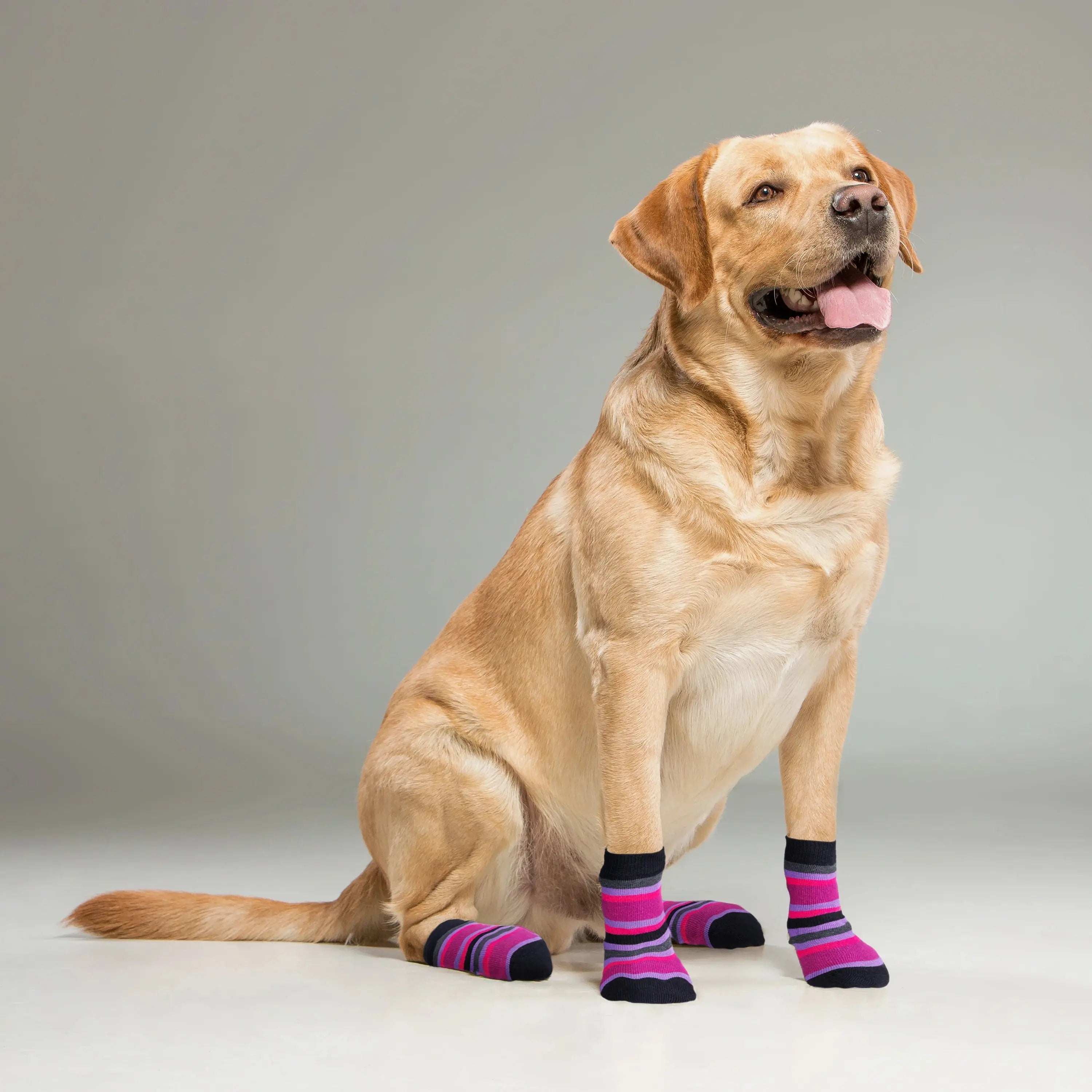 Supersox Dog Socks (Pack of 2) (8N)